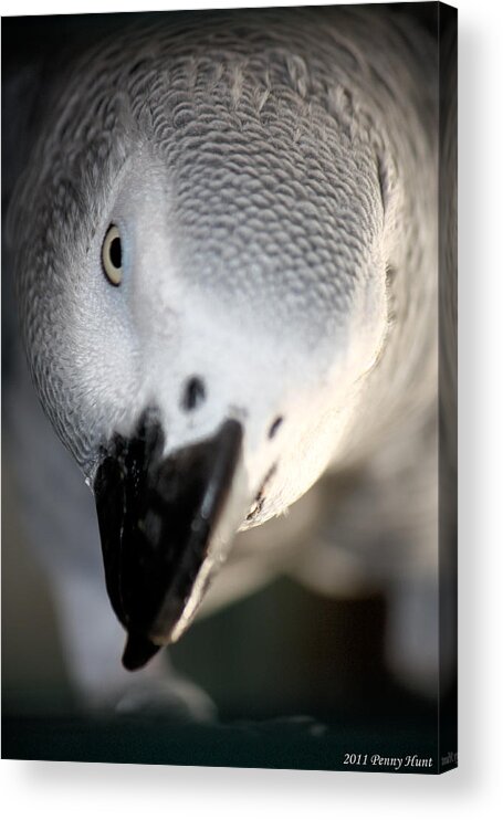 African Grey Acrylic Print featuring the photograph Cricket by Penny Hunt