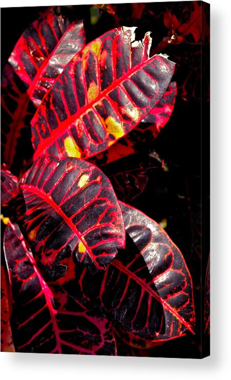 Croton Plant Acrylic Print featuring the photograph Croton Leaves in Black and Red by Michele Myers