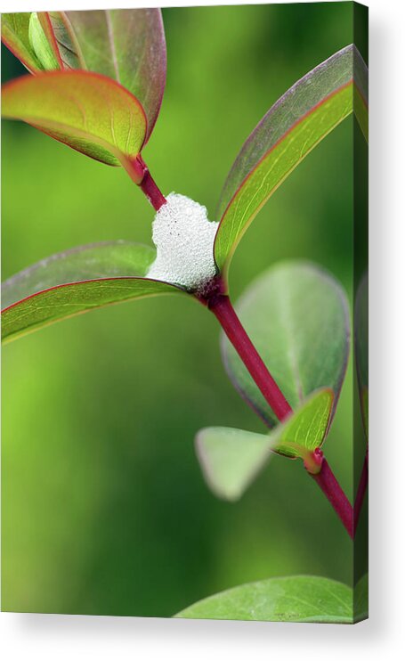 Cuckoo Spit Acrylic Print featuring the photograph Cuckoo Spit by Geoff Kidd/science Photo Library