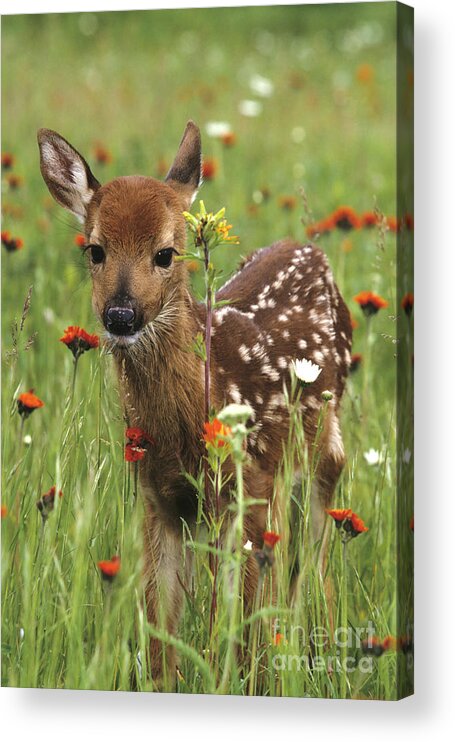 Deer Acrylic Print featuring the photograph Curious Fawn by Chris Scroggins
