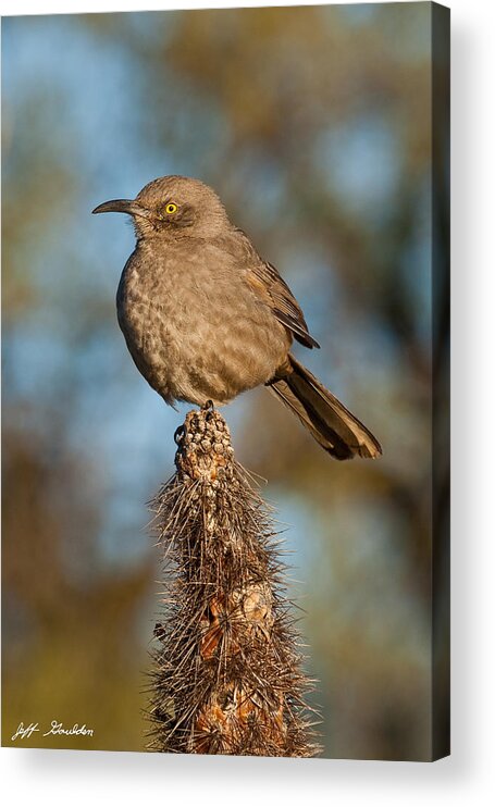 Animal Acrylic Print featuring the photograph Curve-Billed Thrasher on a Cactus by Jeff Goulden