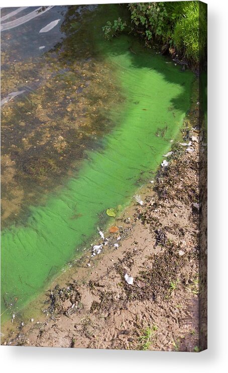 Cyanobacteria Acrylic Print featuring the photograph Cyanobacteria On A Eutrophic Lake Shore by Dr Jeremy Burgess