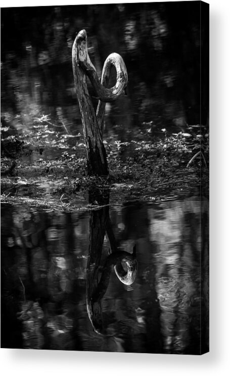 Cypress Knee Acrylic Print featuring the photograph Cypress Knee by Christopher Perez