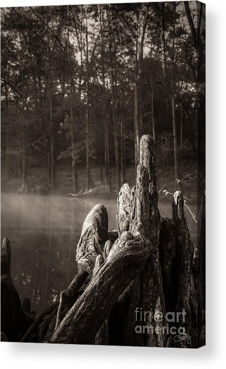 Cypress Knees Acrylic Print featuring the photograph Cypress Knees in Sepia by Imagery by Charly