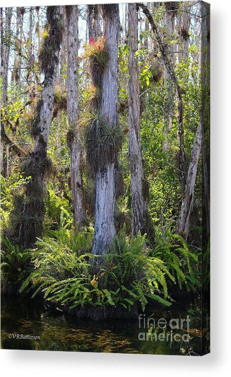 Cypress Trees Acrylic Print featuring the photograph Cypress by Veronica Batterson
