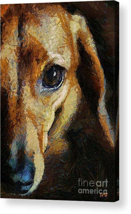 Animal Acrylic Print featuring the painting Dachshund chocolate by Dragica Micki Fortuna