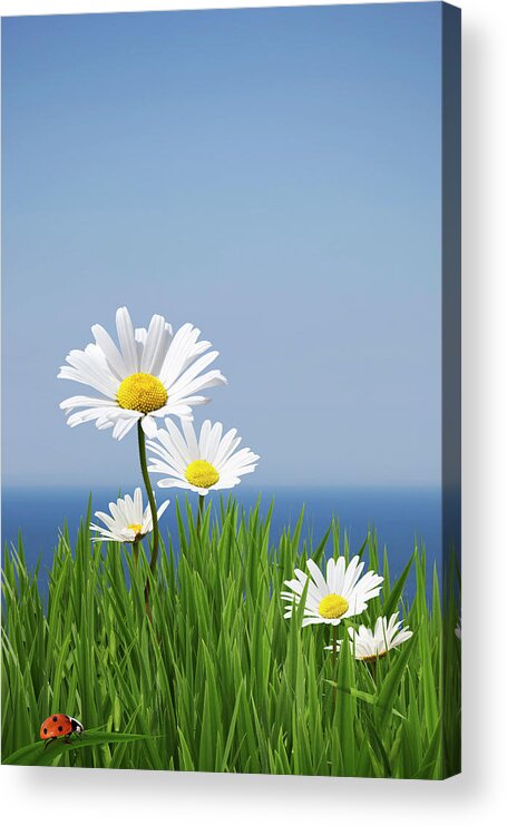 Grass Acrylic Print featuring the photograph Daisies On A Cliff Edge by Andrew Dernie