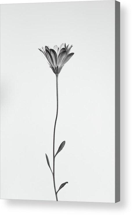 Daisy Acrylic Print featuring the photograph Daisy by 