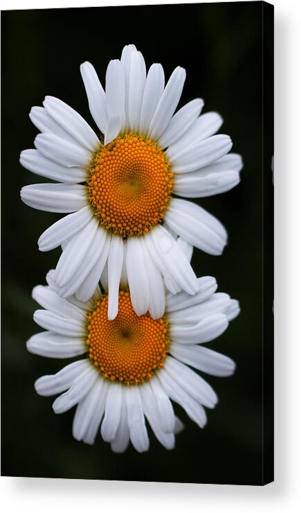 Daisy Acrylic Print featuring the photograph Daisy twins by Haren Images- Kriss Haren