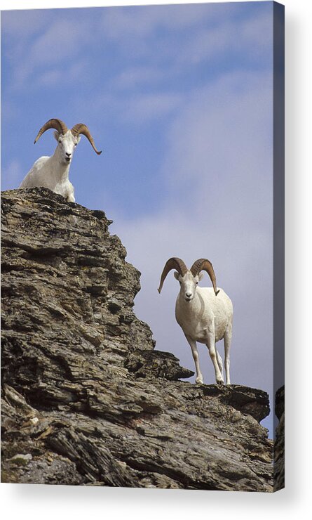 Feb0514 Acrylic Print featuring the photograph Dalls Sheep On Rock Outcrop North by Michael Quinton