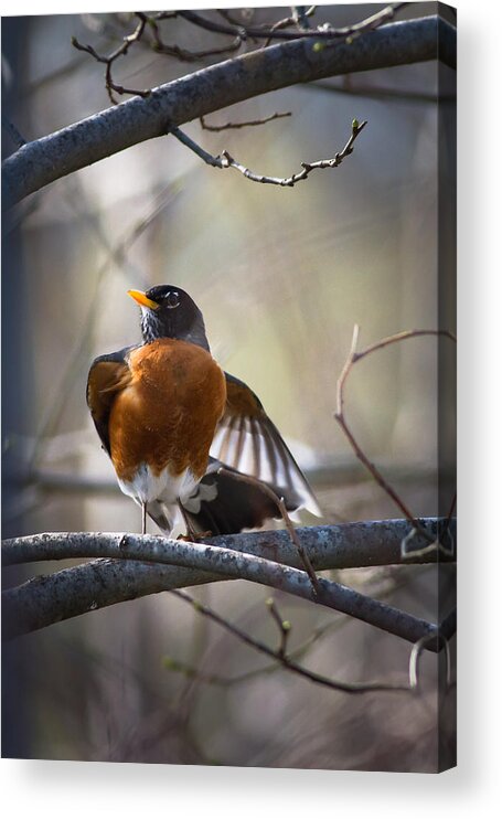 fort Smith Acrylic Print featuring the photograph Dance Of The Robin by Annette Hugen