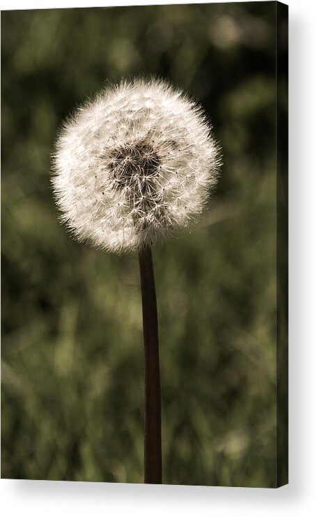 Flower Acrylic Print featuring the photograph Dandelion by Norm Rodrigue