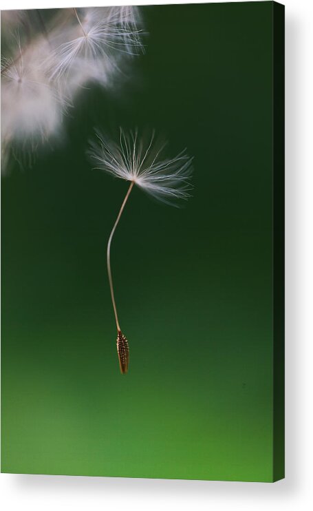 Lodi Acrylic Print featuring the photograph Dandelion Seed Falling Down by Les Hirondelles Photography
