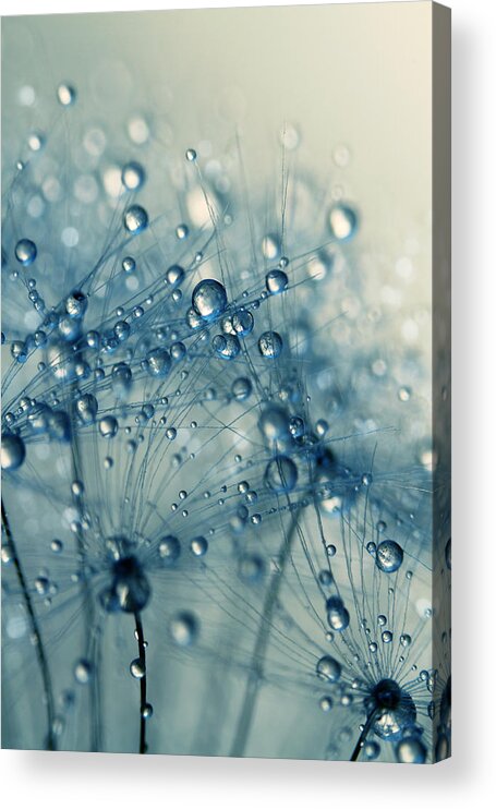 Dandelion Acrylic Print featuring the photograph Dandy Blue Shower by Sharon Johnstone