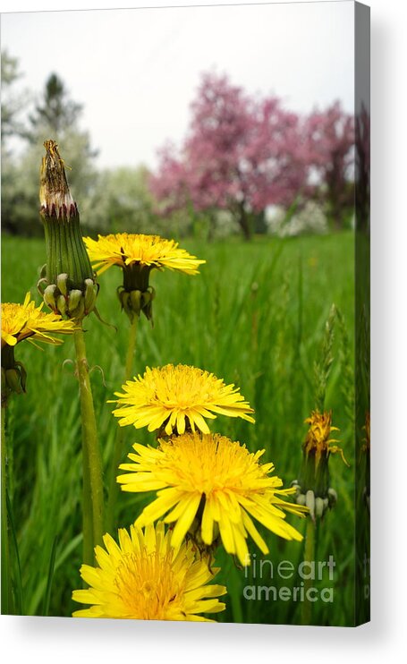 Budding Acrylic Print featuring the photograph Dandy Lions by Jacqueline Athmann