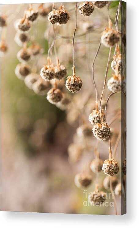 Abstract Acrylic Print featuring the photograph Dangling Thrift by Anne Gilbert