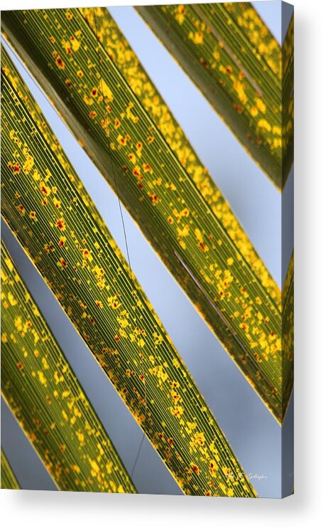 Palm Frawns Acrylic Print featuring the photograph Dappled Light by Amy Gallagher