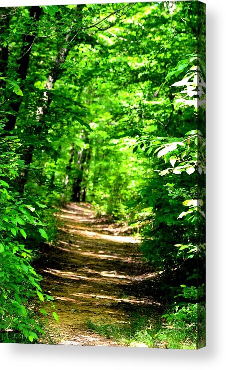 Dappled Sunlit Path In The Forest Acrylic Print featuring the photograph Dappled Sunlit Path in the Forest by Maria Urso