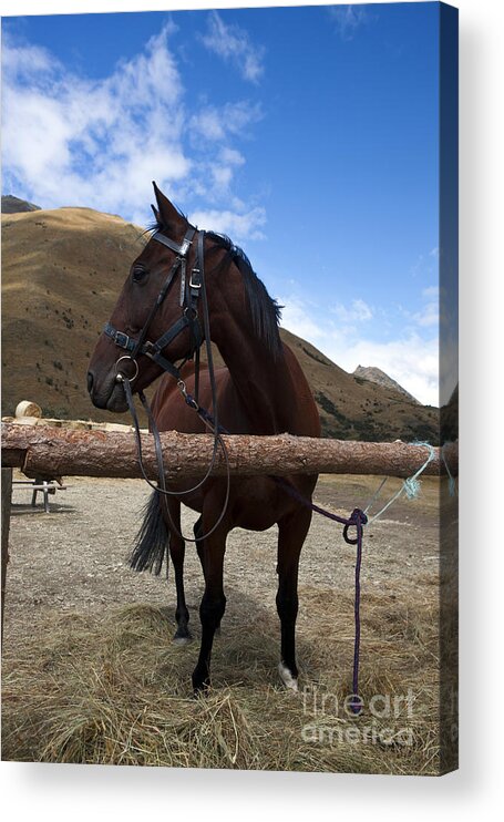 Queenstown Acrylic Print featuring the photograph Dark hose Ben Lomond Station New Zealand by Jason O Watson