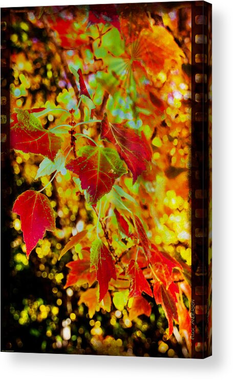 Photo Art Acrylic Print featuring the photograph Daydreaming in Color by Mick Anderson