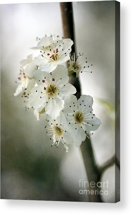 Blossom Acrylic Print featuring the photograph Days of Blossom by Joy Watson