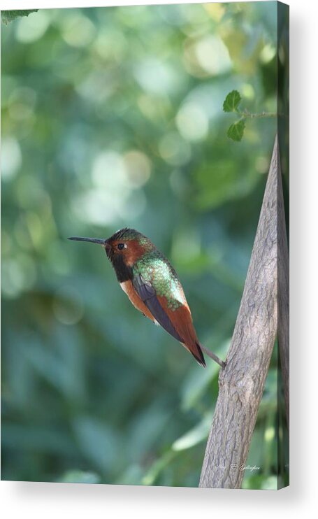 Allen's Hummingbird Acrylic Print featuring the photograph Dazzling Gem by Amy Gallagher