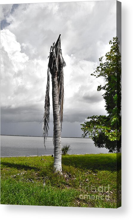 Matlacha Acrylic Print featuring the photograph Dead Palm by Timothy Lowry