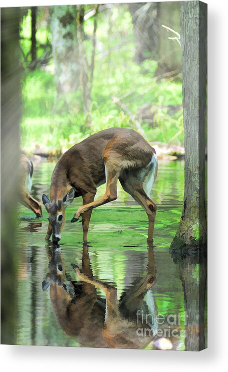 Deer Acrylic Print featuring the photograph Deer drinking water and scratching head by Dan Friend
