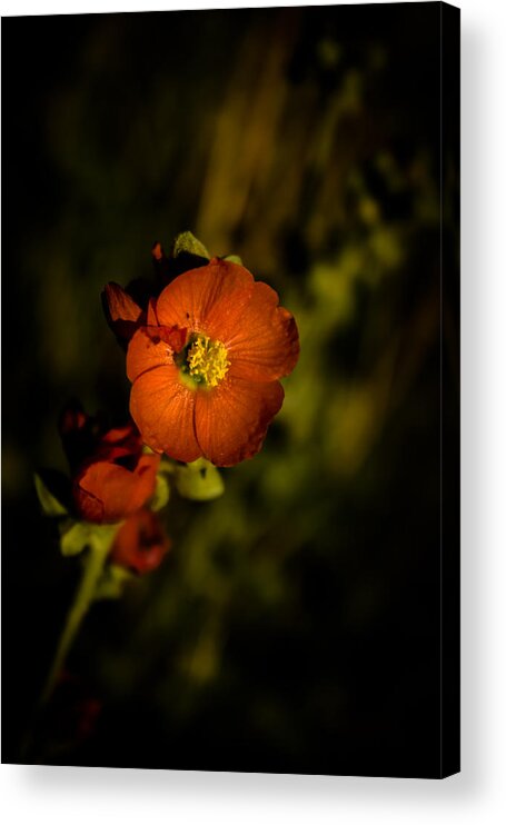 Desert Acrylic Print featuring the photograph Desert Flower 2 by Joel Loftus