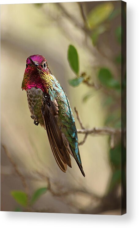 Anna's Hummingbird Acrylic Print featuring the photograph Desert Jewel by Leda Robertson