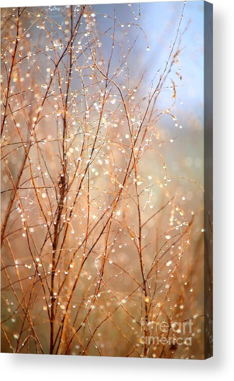 Dewdrops Acrylic Print featuring the photograph Dewdrop Morning by Carol Groenen