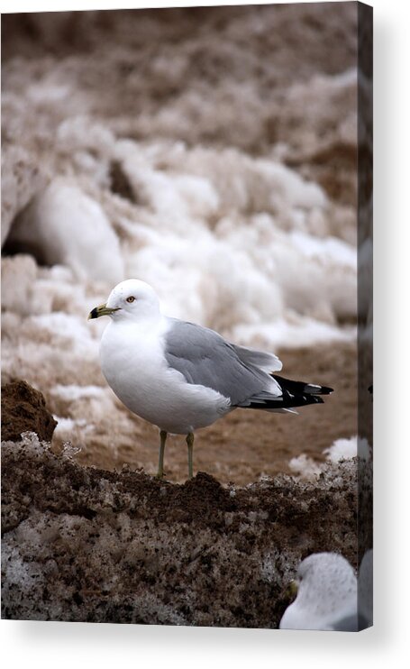 Gull Acrylic Print featuring the photograph Diamond in the Rough by Penny Hunt