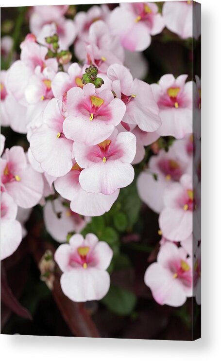 Annuals Acrylic Print featuring the photograph Diascia 'juliet Pink With Eye' by Geoff Kidd/science Photo Library