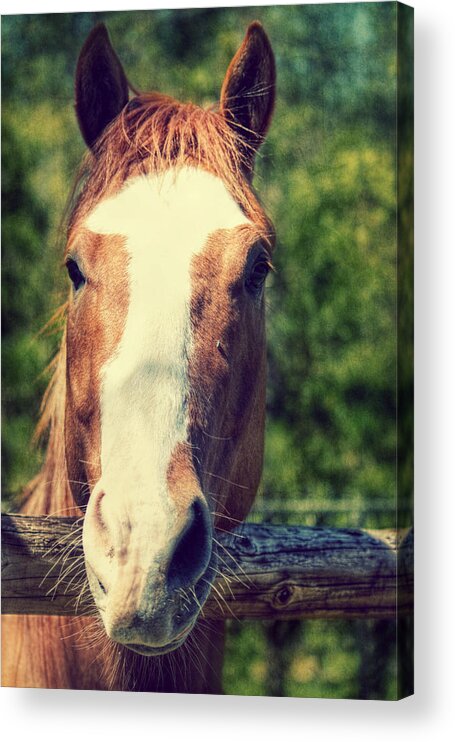 Horse Acrylic Print featuring the photograph Did you Bring an Apple by Melanie Lankford Photography
