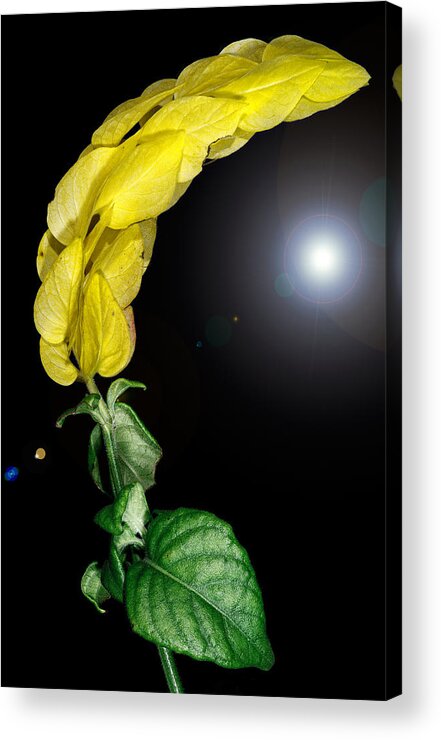 Sun Acrylic Print featuring the photograph Distant Sun by Russell Brown
