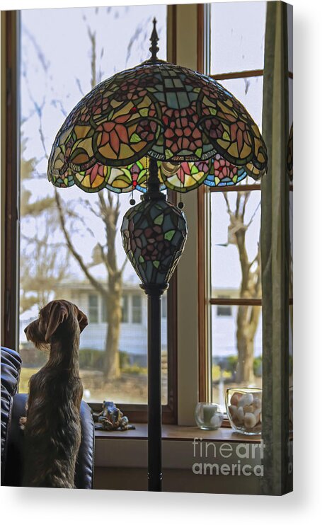 Dog Acrylic Print featuring the photograph Dog Day Afternoon by Brenda Giasson