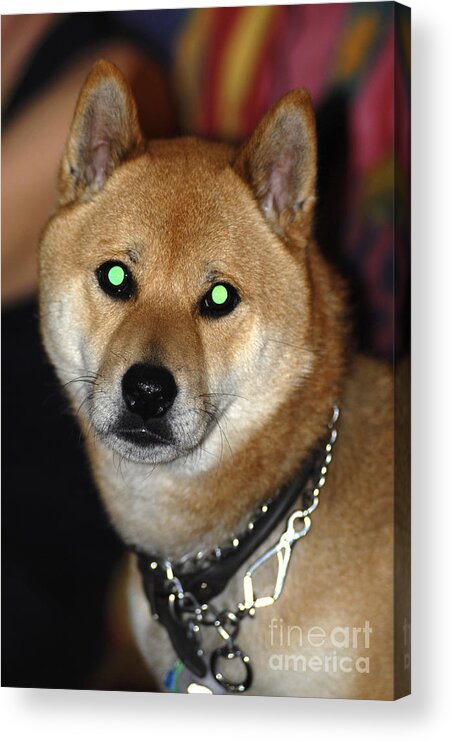 Shiba Acrylic Print featuring the photograph Dog with Eyeshine by Scott Camazine