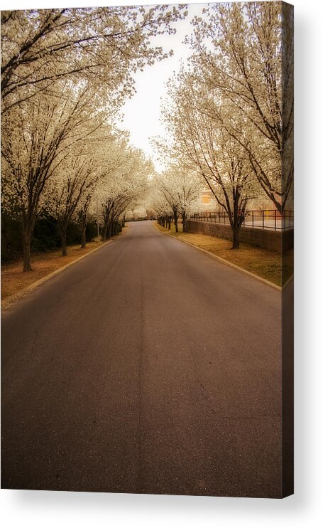 Trees Acrylic Print featuring the photograph Dogwood Lane by Eugene Campbell