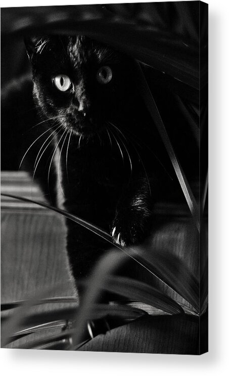 Black Acrylic Print featuring the photograph Domestic black panther by Laura Melis