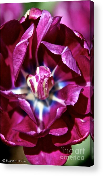 Flower Acrylic Print featuring the photograph Double Amethyst by Susan Herber