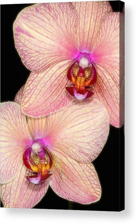 Orchid Acrylic Print featuring the photograph Double Orchid by Joe Myeress