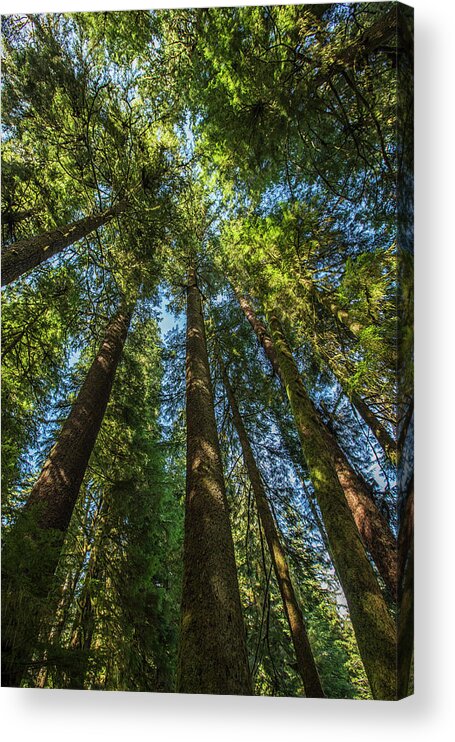 Vancouver Island Acrylic Print featuring the photograph Douglas Fir Trees In Carmanah Walbran by Robert Postma / Design Pics