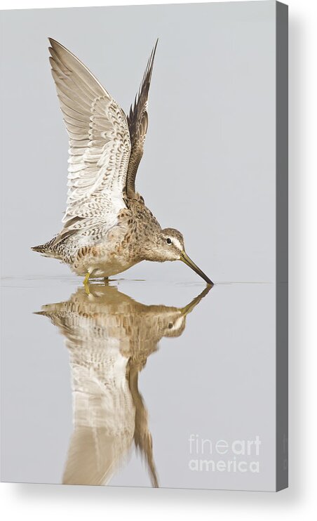 Dowitcher Acrylic Print featuring the photograph Dowitcher wing stretch by Bryan Keil