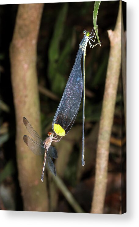 Spider Acrylic Print featuring the photograph Dragonfly And Damselfly Roosting by Dr Morley Read