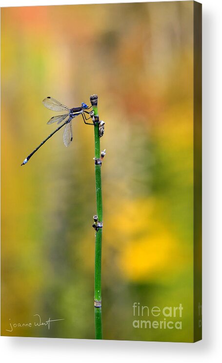 Dragonfly Acrylic Print featuring the photograph Dragonfly Autumn Perch by Joanne West