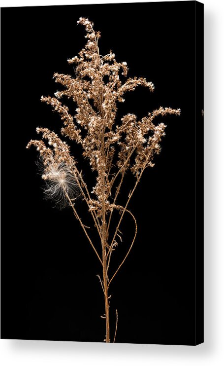 Dried Acrylic Print featuring the photograph Dried Goldenrod by Steve Gadomski