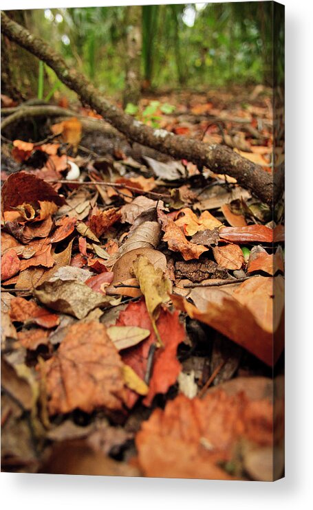 Antique Acrylic Print featuring the photograph Dried Leaves On The Ground by  Marcela Montano - Vwpics