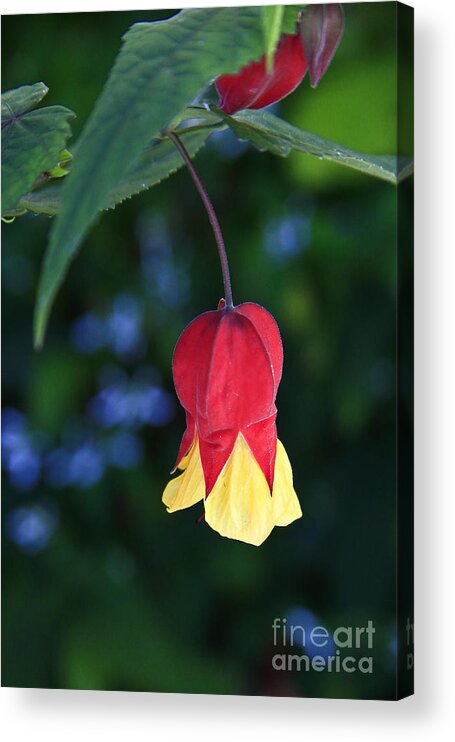 Flowers Acrylic Print featuring the photograph Droplet by Kathy McClure