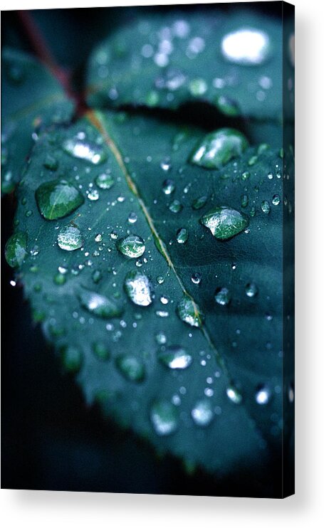 Floral Acrylic Print featuring the photograph Droplets by Matt Swinden