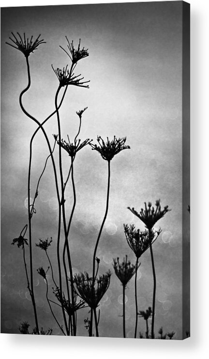 Black And White Acrylic Print featuring the photograph Dry plants by Arkady Kunysz